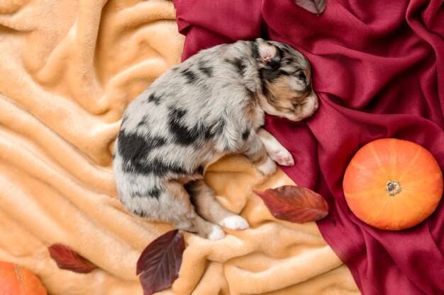 Suka ciąża urojona objawy jak je rozpoznać?